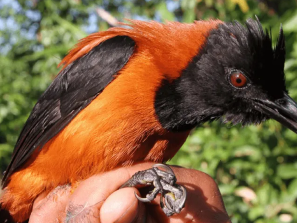 Duas novas espécies de aves venenosas são descobertas na Nova Guiné