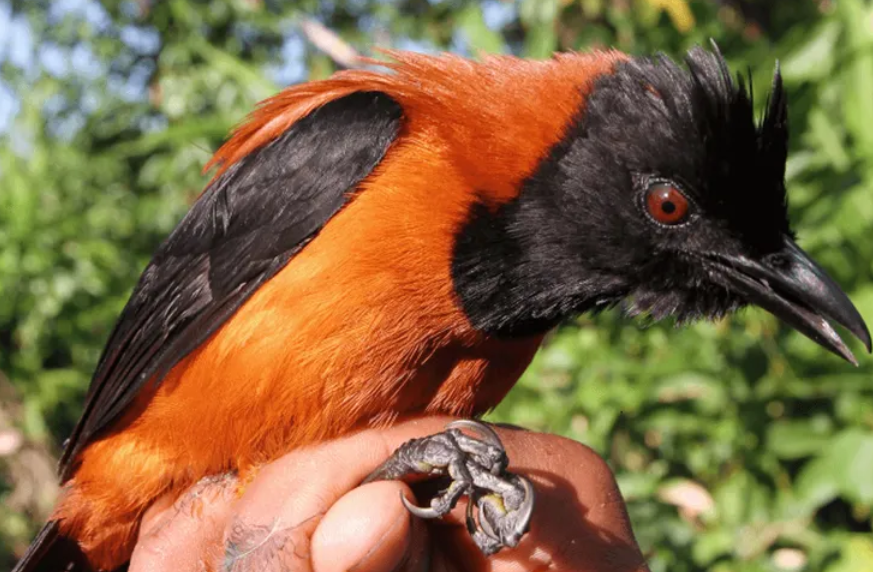 Duas novas espécies de aves venenosas são descobertas na Nova Guiné