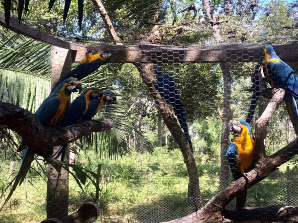 Araras-canindé traficadas são reintroduzidas no Pantanal