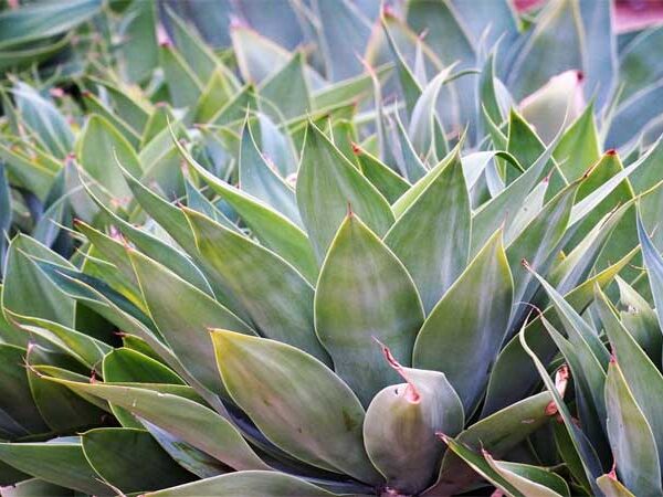 Agave pode ser fonte de energia renovável no Nordeste do Brasil