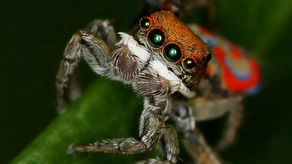 Novas espécies de aranhas primitivas são descobertas na China
