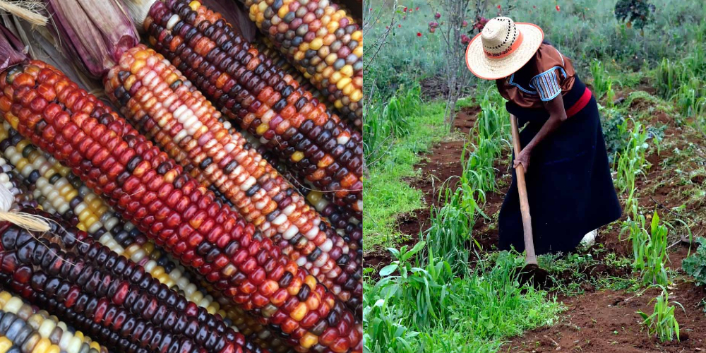 México substituirá 16 milhões de toneladas de milho transgênico por milho nativo