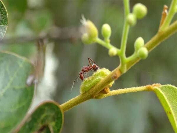 Interação entre borboletas e formigas evoluiu de forma diferente no Cerrado brasileiro