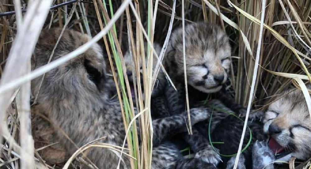 Após 70 anos, nascem na Índia quatro filhotes de guepardo