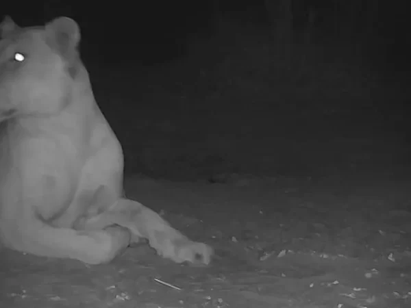 Após 20 anos considerado extinto, leão é visto em parque nacional no Chade e autoridades celebram