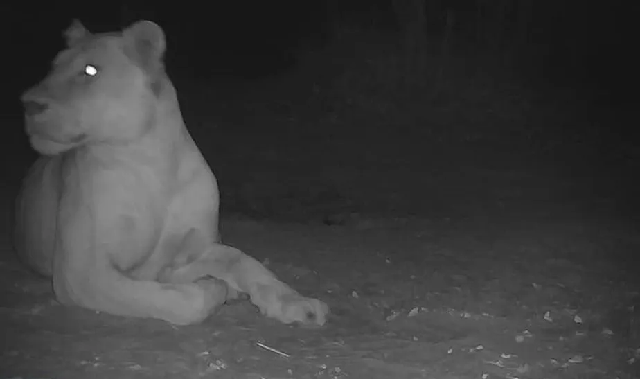 Após 20 anos considerado extinto, leão é visto em parque nacional no Chade e autoridades celebram