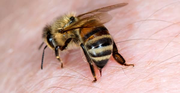 ESTUDO: O veneno de abelha mata as células de câncer de mama mais agressivas em 60 segundos