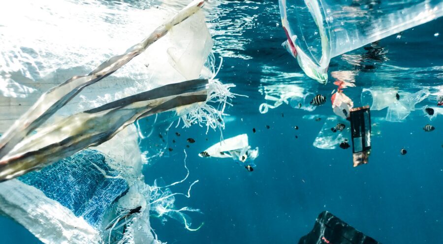 Espécies costeiras estão a colonizar o alto-mar ‘a bordo’ de resíduos de plástico