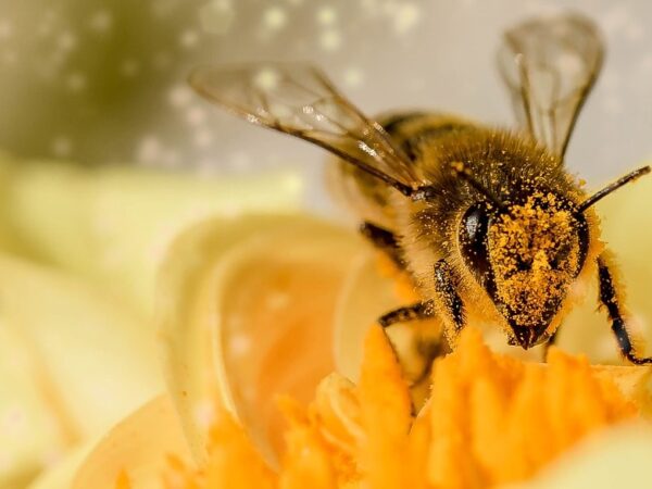 As plantas produzem toxinas para evitarem a predação. Mas os polinizadores encontraram uma solução