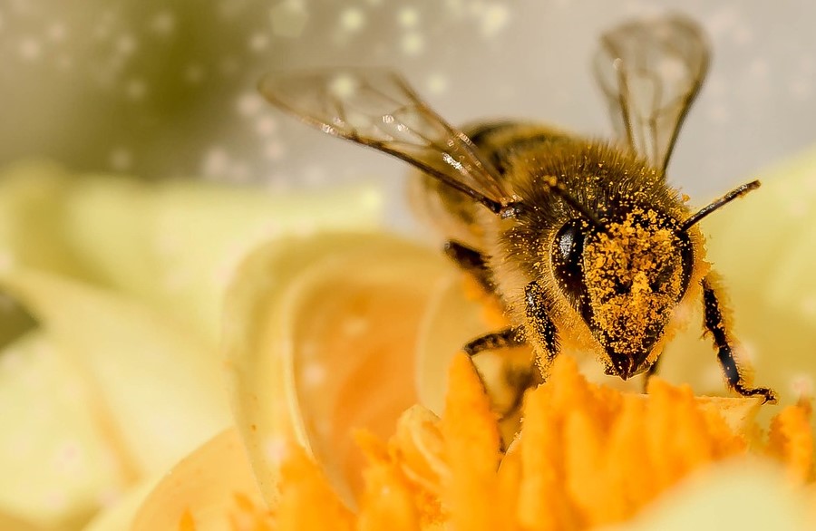 As plantas produzem toxinas para evitarem a predação. Mas os polinizadores encontraram uma solução