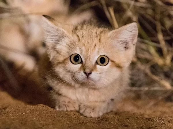 Pequenos gatos de areia do Marrocos revelam comportamento nunca antes visto em gatos selvagens