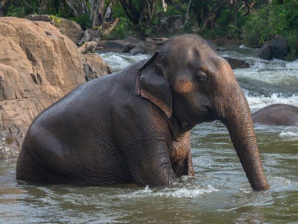 Elefante asiático perdeu dois terços da sua área histórica desde o século XVIII