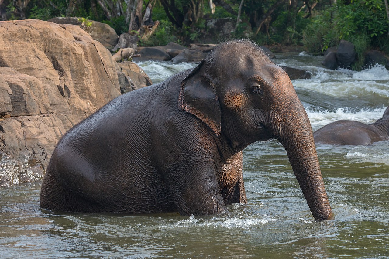 Elefante asiático perdeu dois terços da sua área histórica desde o século XVIII