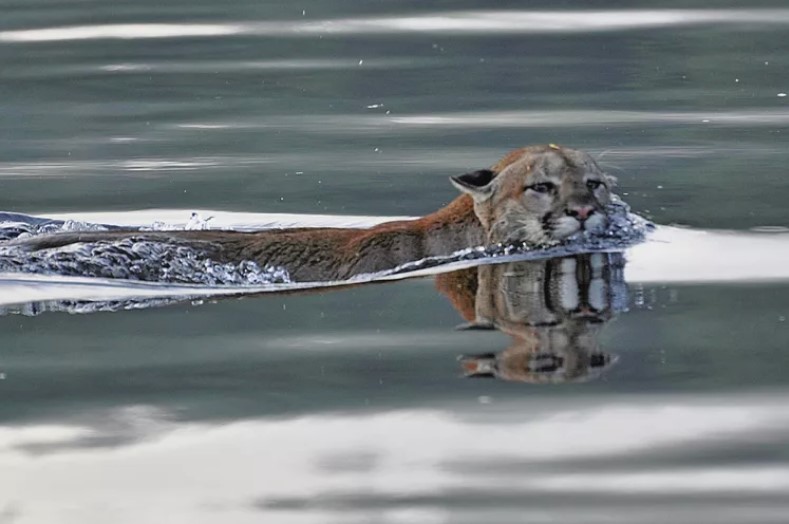 Pumas nadadores vão para o mar, surpreendendo pesquisadores  no noroeste do Pacífico