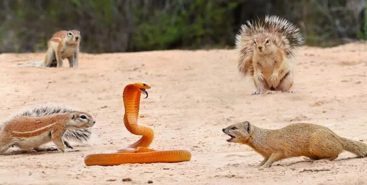 Esquilos e mangusto destemido travam batalha contra cobra Naja que tenta se aproximar de filhotes; veja vídeo