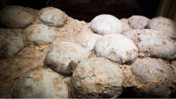 Ovos de dinossauro de 80 milhões de anos são encontrados em Minas Gerais