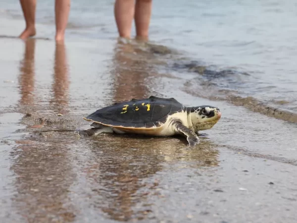 Dezenas de tartarugas marinhas atordoadas pelo frio são soltas na natureza após meses de reabilitação