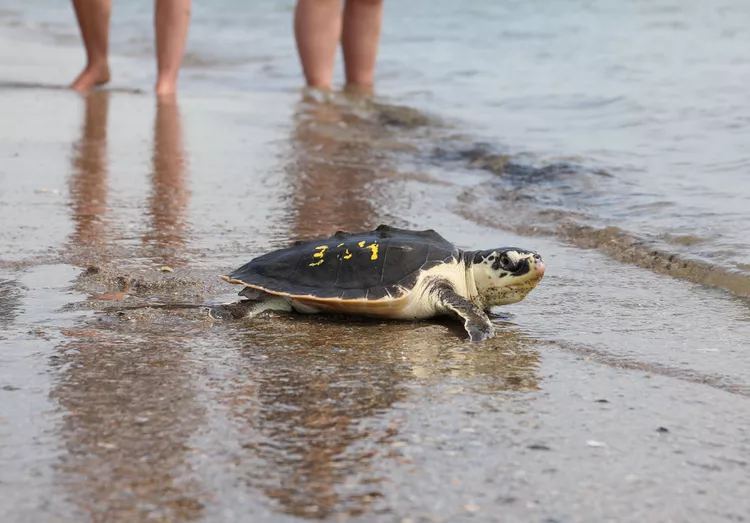 Dezenas de tartarugas marinhas atordoadas pelo frio são soltas na natureza após meses de reabilitação