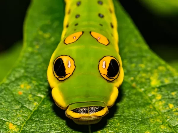 8 lagartas espetaculares que parecem cobras