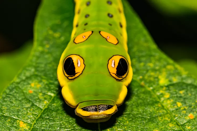 8 lagartas espetaculares que parecem cobras