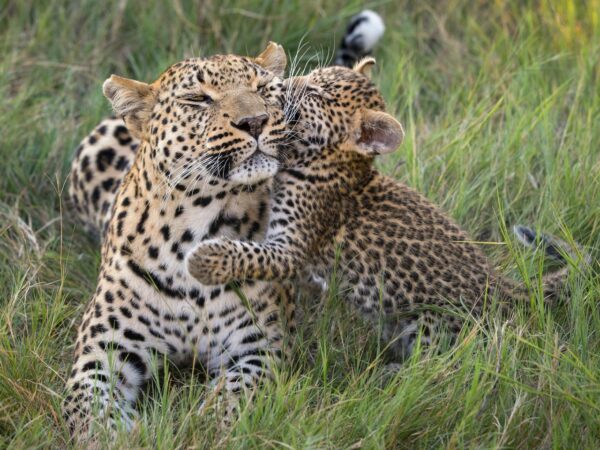 Aulas de Leopardo