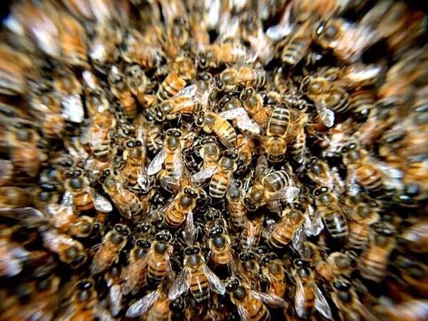 Startup Bee2Be aposta na produção sustentável para preservar abelhas ameaçadas de extinção