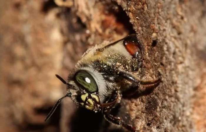 Mapeamento de interações entre abelhas e plantas pode ajudar a restaurar áreas degradadas