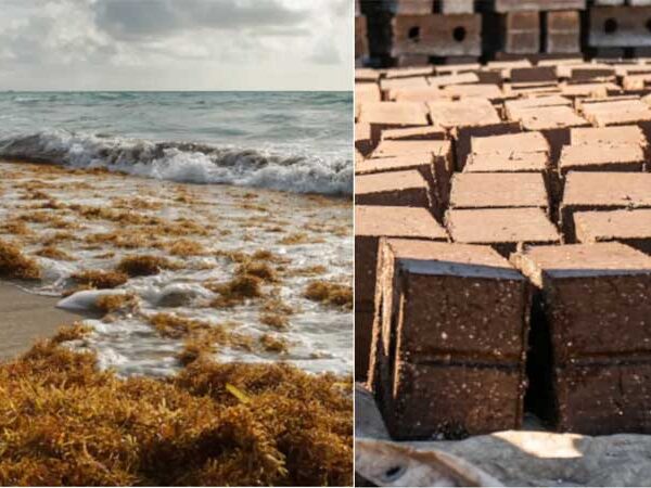 Este jardineiro mexicano transformou pilhas de algas nas praias em blocos de construção duráveis ​​e ecológicos