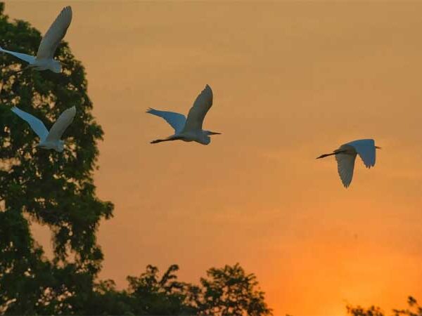 Mudanças climáticas e biodiversidade – uma corrida contra o tempo