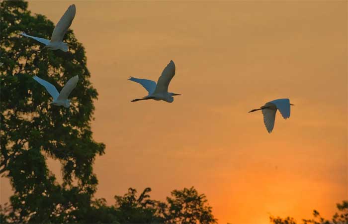 Mudanças climáticas e biodiversidade – uma corrida contra o tempo