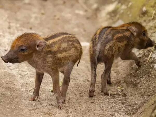 Espécie de javali gravemente ameaçada de extinção ganha 2 novos filhotes