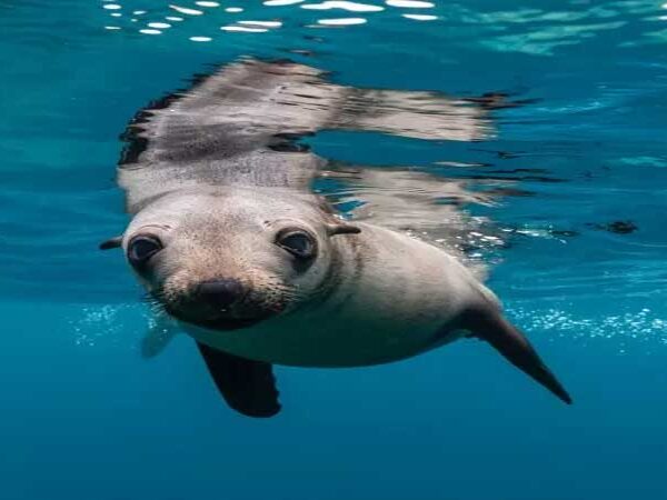 Oceano pode servir de esponja contra aquecimento global; entenda