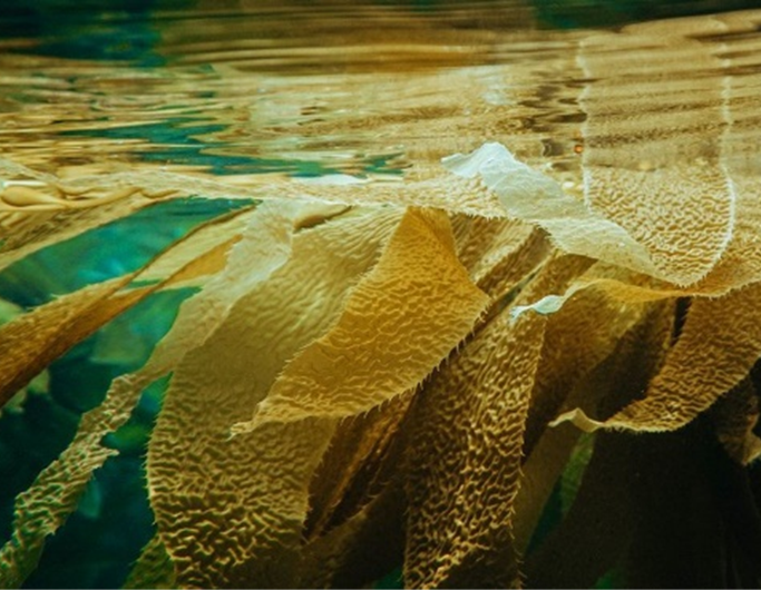 ONU protege biodiversidade marinha em águas internacionais