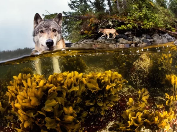 Estes lobos do mar nadam por milhas e vivem da selva aquática