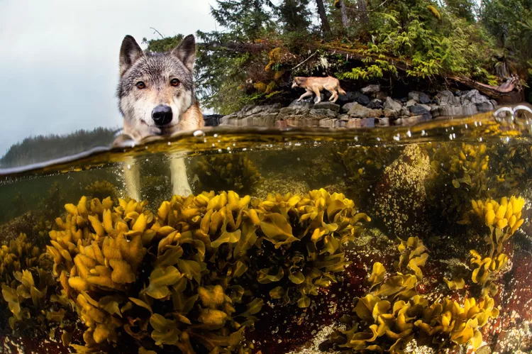 Estes lobos do mar nadam por milhas e vivem da selva aquática