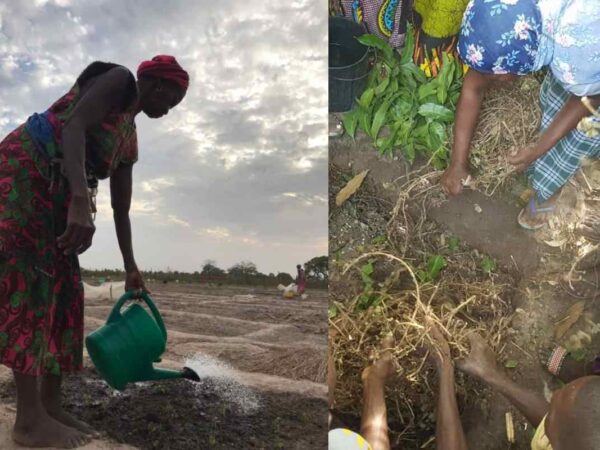 “As sementes garantem a nossa sobrevivência”: mulheres da Guiné-Bissau que mantêm vivas plantas e culturas viáveis