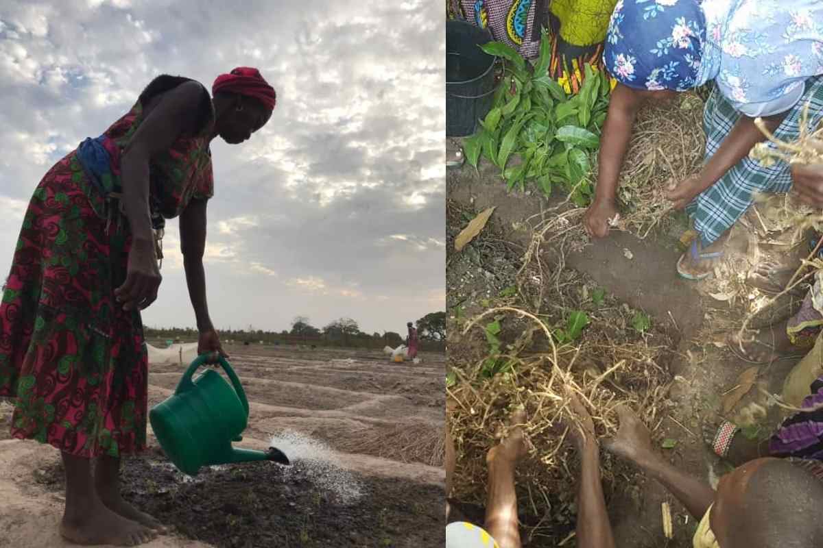 “As sementes garantem a nossa sobrevivência”: mulheres da Guiné-Bissau que mantêm vivas plantas e culturas viáveis
