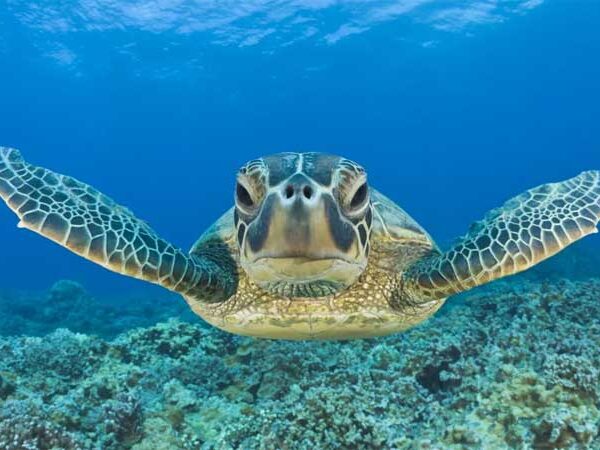 Praia de Fernando de Noronha tem ninho de tartarugas depois de 39 anos