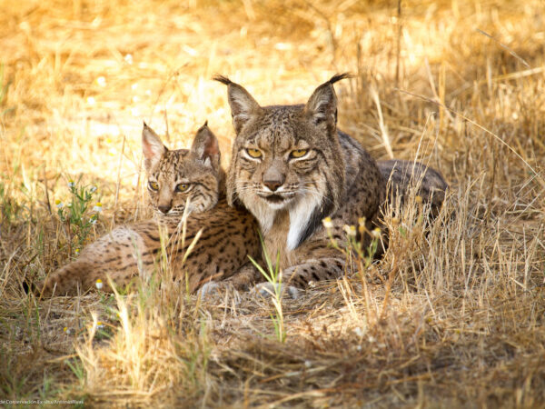 Foram contados 627 linces-ibéricos na região da Andaluzia em 2022