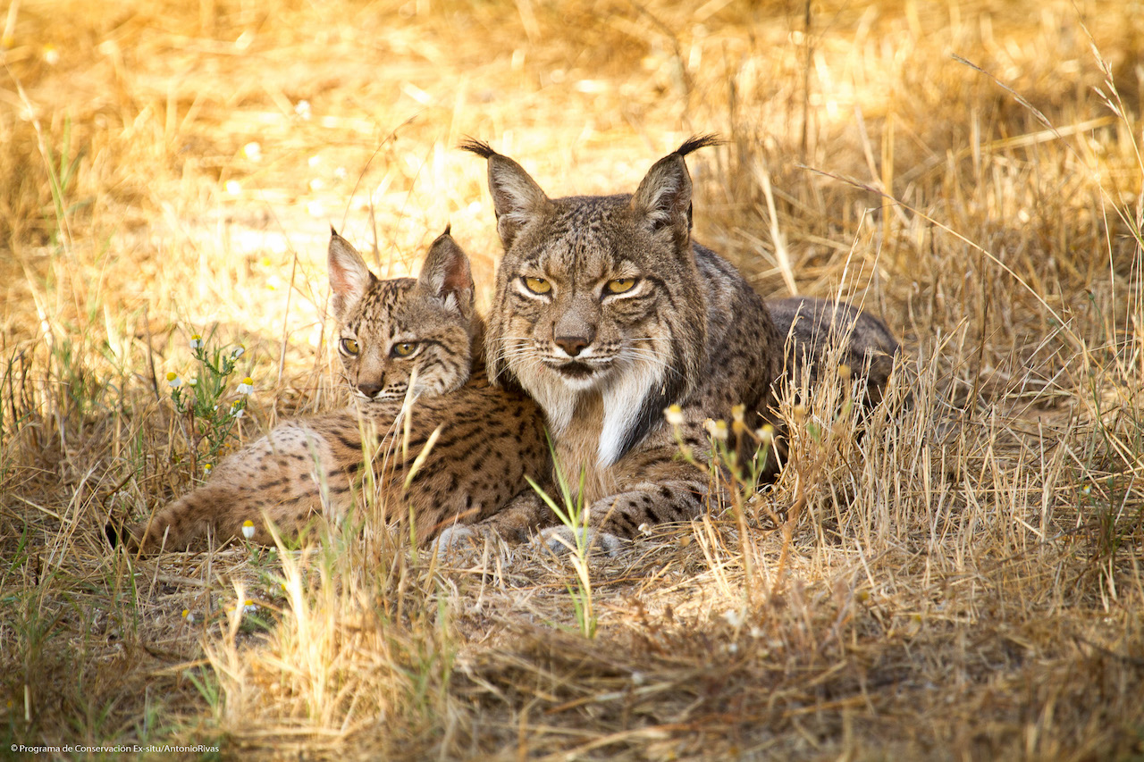 Foram contados 627 linces-ibéricos na região da Andaluzia em 2022