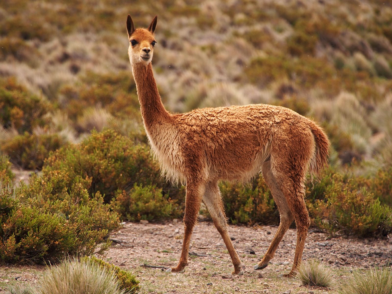 Chile contará com um Serviço de Biodiversidade e Áreas Protegidas após 13 anos de espera
