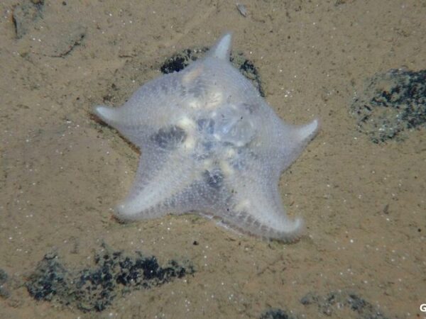 Mineração no fundo do mar pode ameaçar milhares de espécies abissais no Pacífico