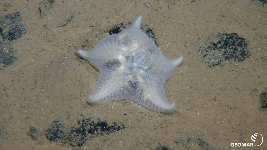 Mineração no fundo do mar pode ameaçar milhares de espécies abissais no Pacífico