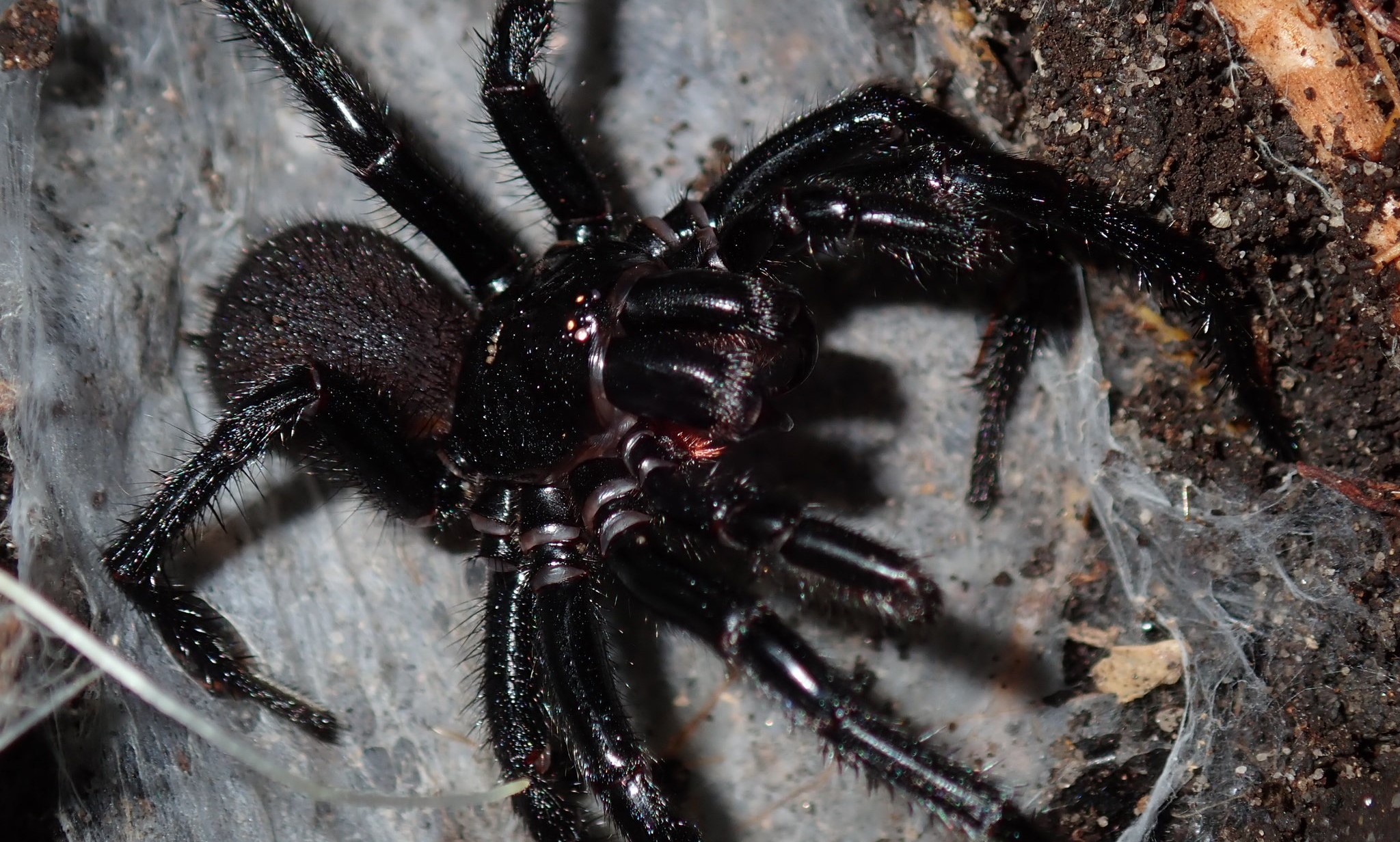 A aranha mais mortal do mundo pode ajustar o seu veneno consoante o seu estado de espírito