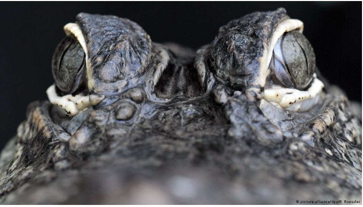 Encontram o “avô” dos crocodilos modernos na Patagônia chilena