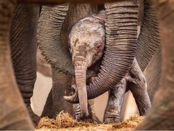 Elefante bebê e seu amoroso grupo de irmãs, primas e tias