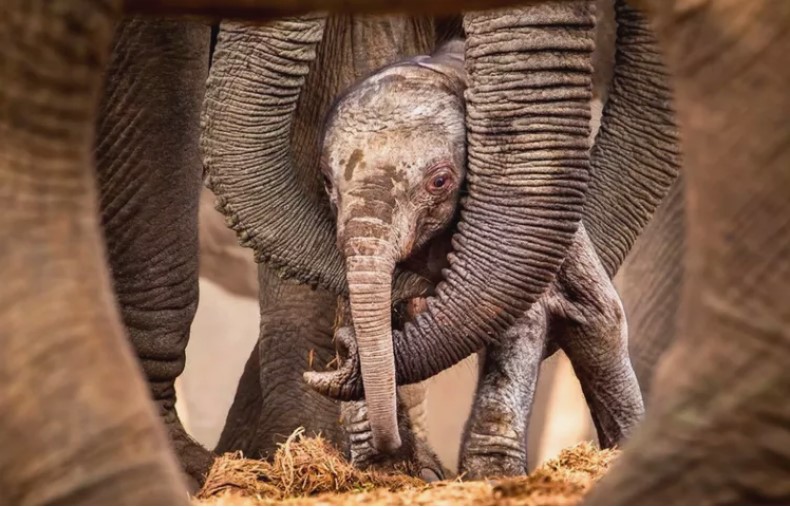 Elefante bebê e seu amoroso grupo de irmãs, primas e tias
