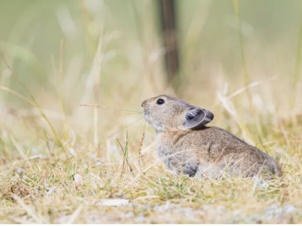 A erradicação de pequenos mamíferos está prejudicando ecossistemas vitais