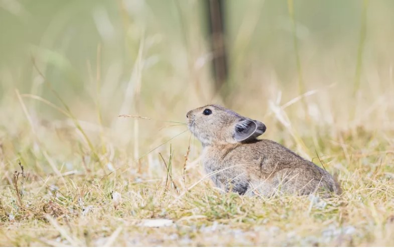 A erradicação de pequenos mamíferos está prejudicando ecossistemas vitais