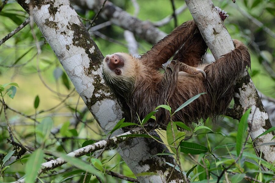 A vida em câmara-lenta: Como as preguiças desenvolvem “estratégias diversas” para se adaptarem às alterações ambientais